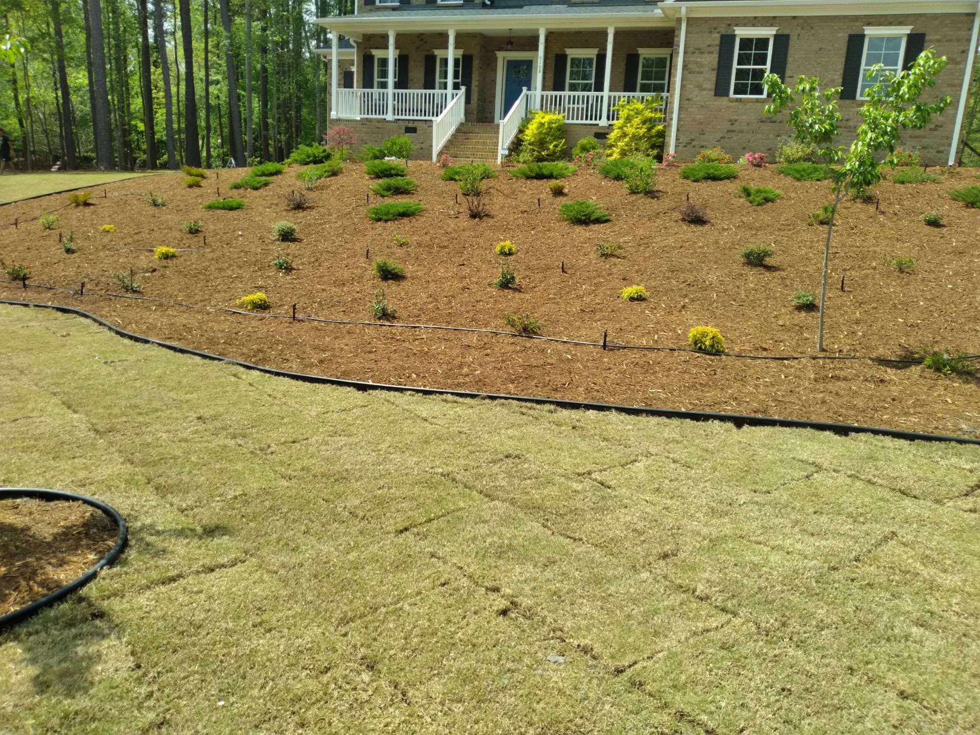 Shrub and sod installation in Raleigh NC