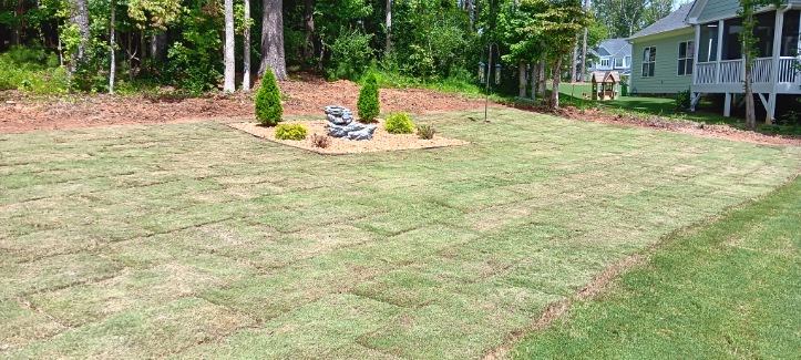 Sod and shrub planting in Raleigh NC